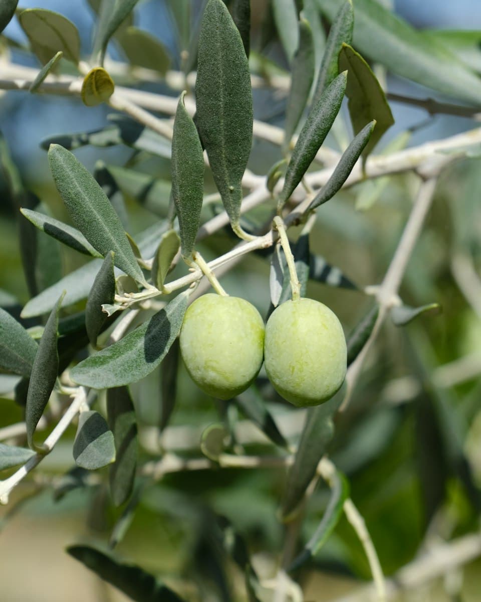 زيت الزيتون